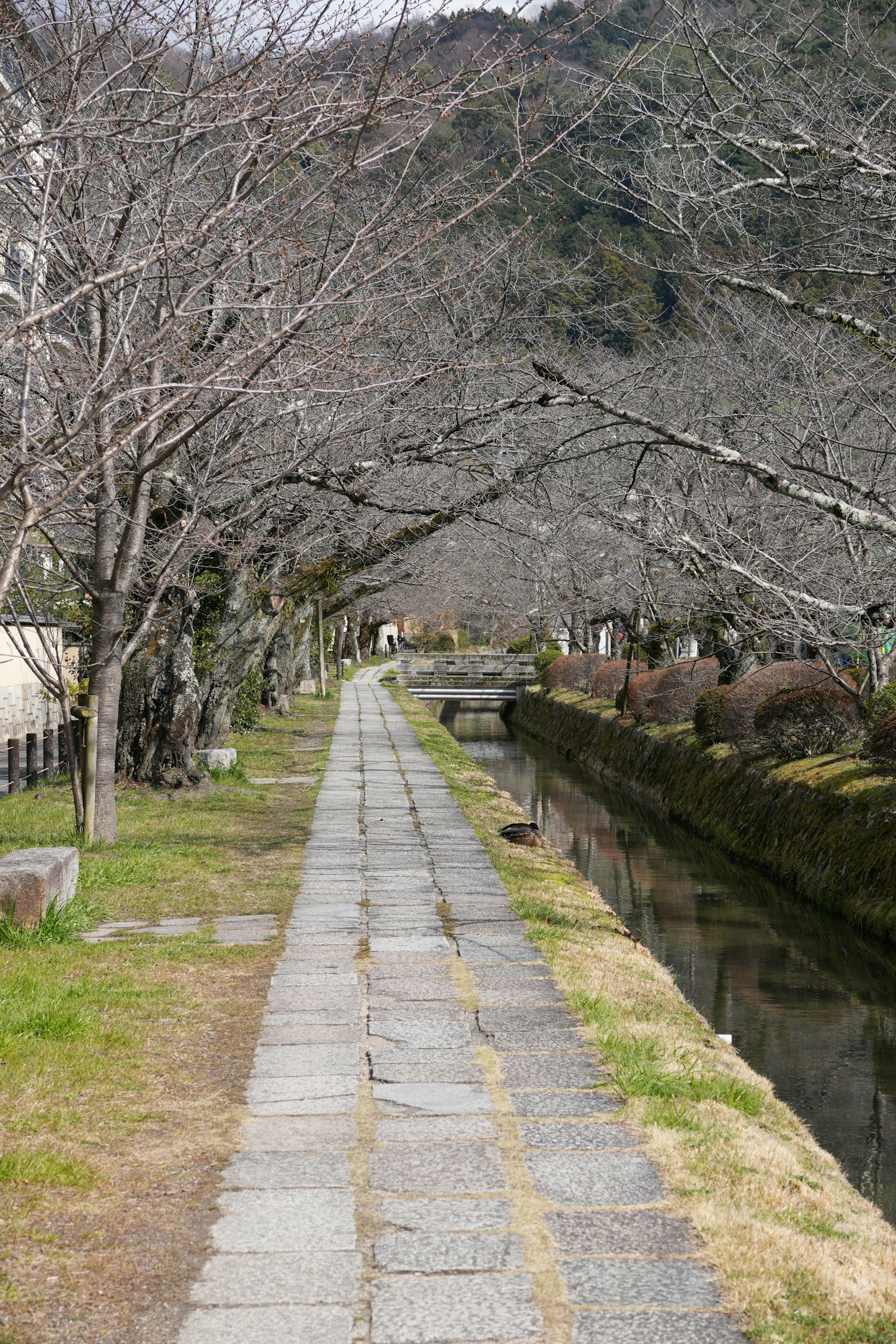 水路沿いの歩道と並木